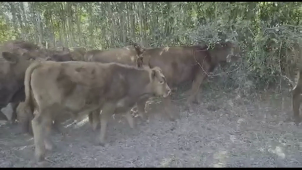 Lote 14 Ternero en San Carlos, XVI Región Ñuble