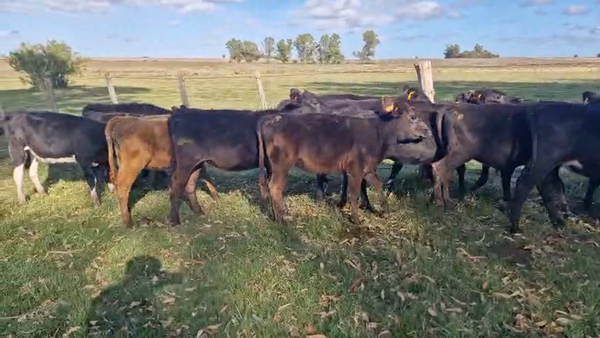 Lote 19 Terneras, San José