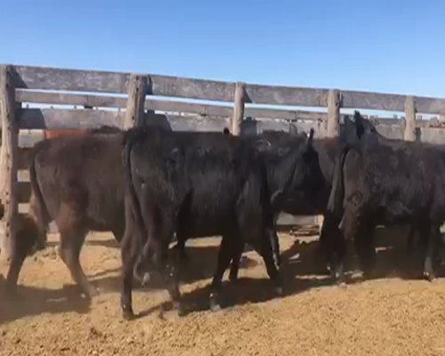 Lote 48 Vaquillonas en Miguel Riglos, La Pampa