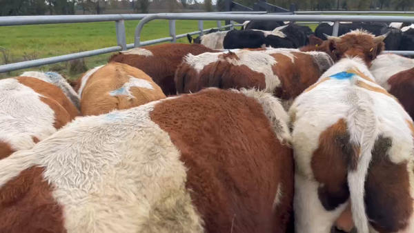 Lote 21 Ternero en Río Bueno, XIV Región Los Ríos