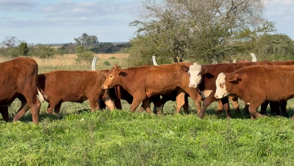 Lote 105 Terneros en Corrientes, Mercedes