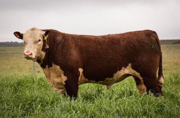 Lote POLLED HEREFORD