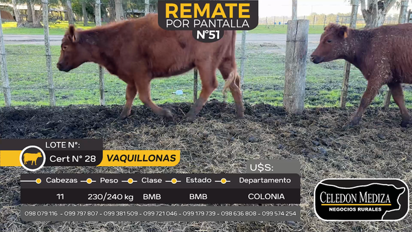 Lote 11 Vaquillonas  en Tarariras, Colonia