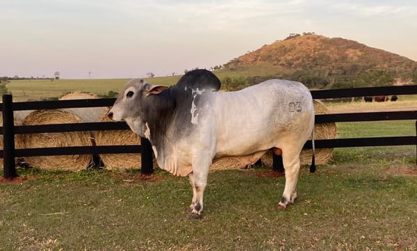 Lote Lote 76