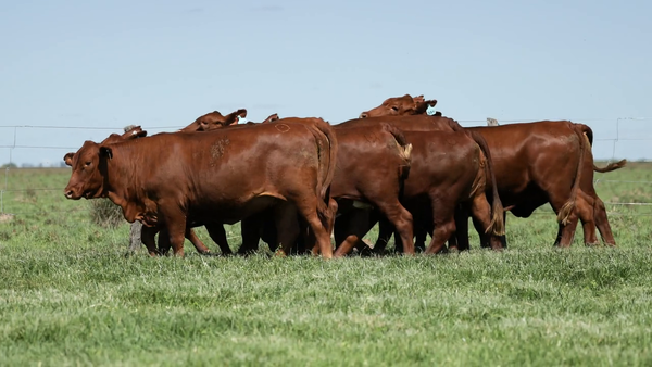 Lote Vaquilla Para Servicio