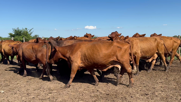 Lote 35 Vacas de invernar en Corrientes, Chavarría