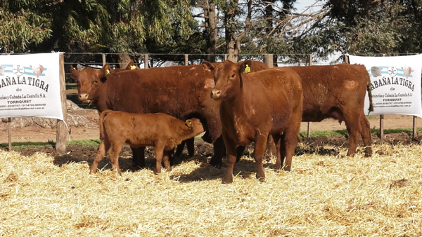 Lote VACAS PC DE 2 PARICION CON CRIA AL PIE