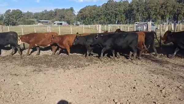 Lote VAQUILLONAS DE 1 A 2 AÑOS