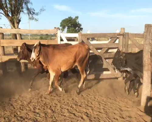 Lote 40 Novillitos en Tres Isletas, Chaco