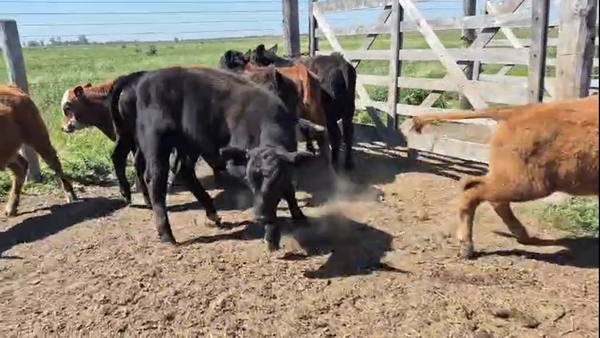 Lote 10 Terneros Cruza en Col. Tacurales, Santa Fe
