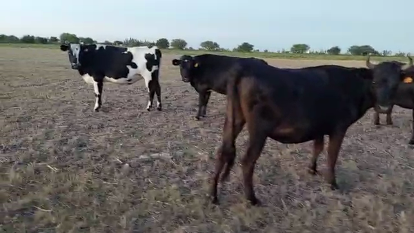 Lote 4 Vaquillonas Cruzas
