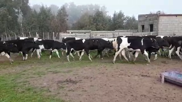 Lote (Vendido)28 Novillos HOLANDO 380kg -  en SAN JOSE