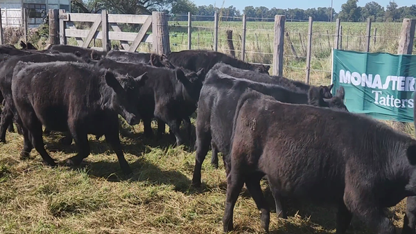 Lote 55 Terneros/as en Tandil