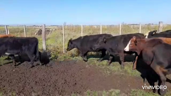 Lote 40 Novillitos y vaquillonas en Ayacucho, Buenos Aires