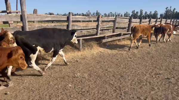 Lote 50 Ternero en Chillán, XVI Región Ñuble