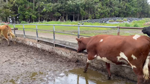 Lote 22 Vaquilla Gorda en Puerto Varas, X Región Los Lagos