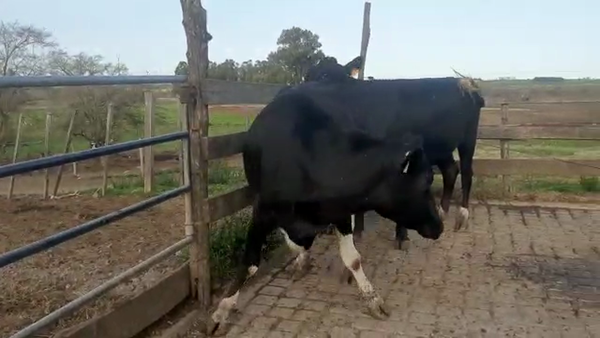 Lote 3 Vaquillonas 1 a 2 años KIWI 450kg - , San José