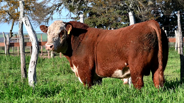 Lote 3 Toros POLLED HEREFORD, Montevideo