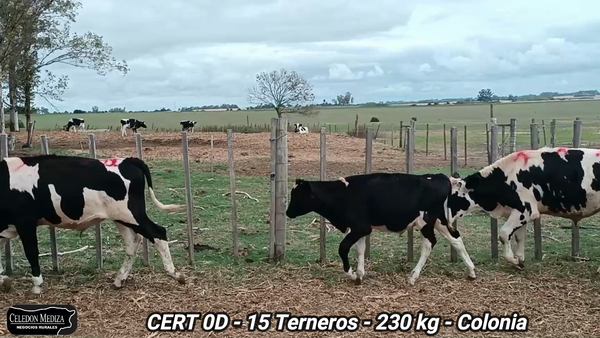 Lote 15 Terneros en Colonia