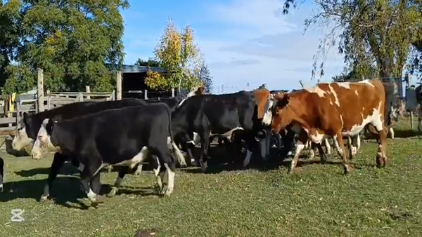 Lote NOVILLOS 1 A 2 AÑOS