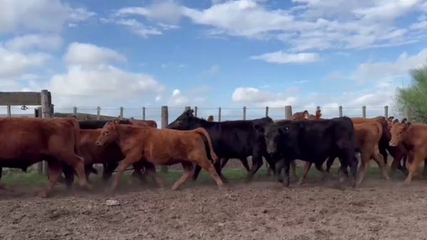 Lote 62 TERNS. MACHOS, PEHUAJO, PCIA. DE BS. AS.