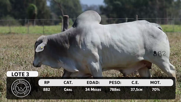 Lote LOTE 3
