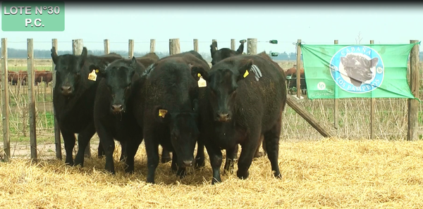 Lote VAQUILLONAS P.C. 15 MESES - PREÑADAS - PARICION PRIMAVERA