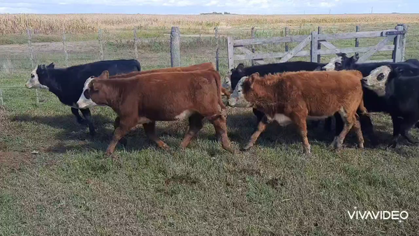 Lote 57 Terneros/as en Ayacucho, Buenos Aires