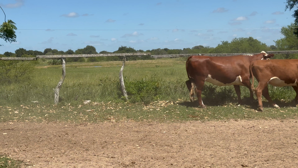 Lote 35 Vaquillonas en Corrientes, Paso de Los Libres