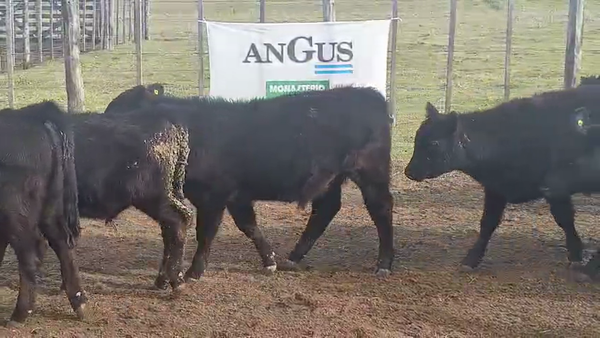 Lote 198 Terneros en Buenos Aires, Bahía Blanca