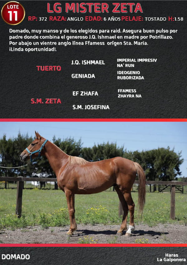 Lote LG MISTER ZETA