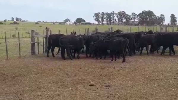 Lote 27 Vaquillonas/Vacas Entoradas ANGUS en LA SIERRA