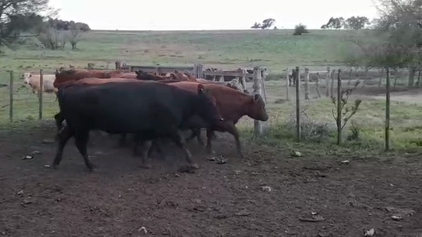 Lote (Vendido)8 Vaquillonas Vacas Preñadas ANGUS/ LIMOUSIN en CUFRE