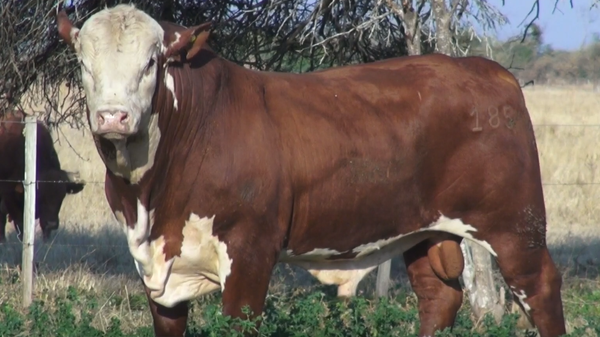 Lote TOROS(CORRAL 23)BRAFORD "CABAÑA DON TOTO"