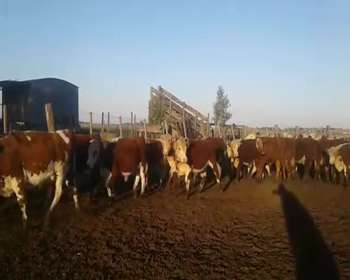 Lote 79 Novillitos de 260/265 Kg, en Saladillo, Buenos Aires