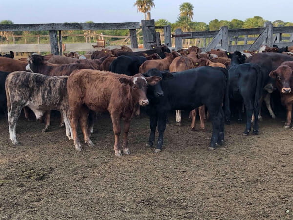 Lote 115 Terneros/as en Col. Pastoril, Formosa