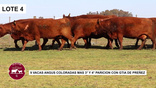 Lote VACAS PREÑADAS