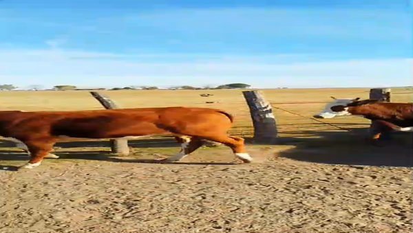 Lote 12 Vacas nuevas C/ gtia de preñez