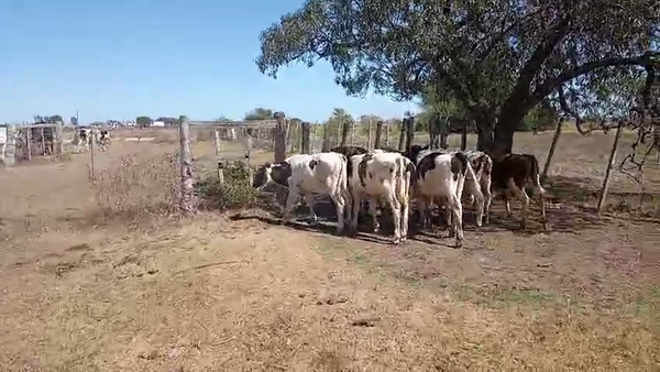 Lote 9 Terneros, San José