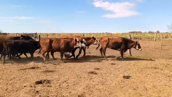 Lote 31 Vacas de invernar