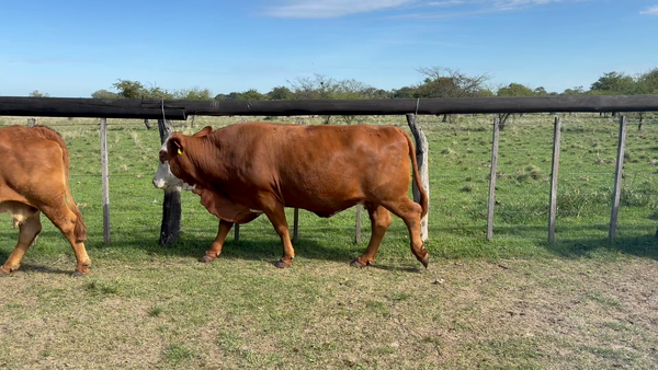 Lote 35 Vacas nuevas C/ gtia de preñez en Corrientes, Perugorría