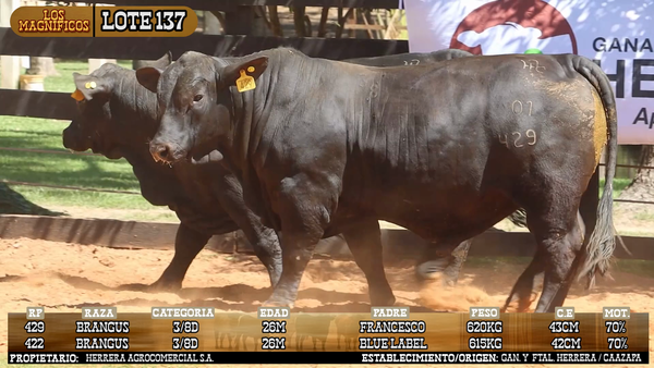 Lote LOTE 137 - VIVO