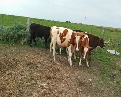 Lote (Vendido)7 Terneros Cruzas 190kg -  en Laurel