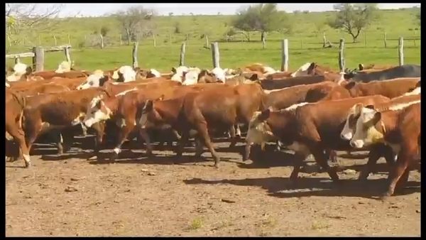 Lote 75 Terneros/as en Federal, Entre Ríos