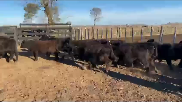 Lote 70 Terneros/as en America