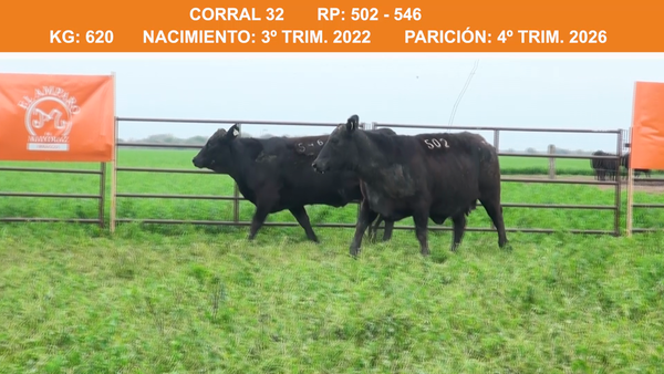 Lote VAQUILLONAS BRANGUS PREÑADAS 2022 EL AMPARO