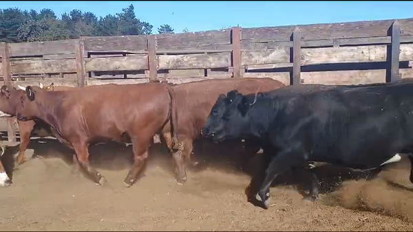 Lote 20 Vaquilla Gorda en Los Ángeles, VIII Región Biobío