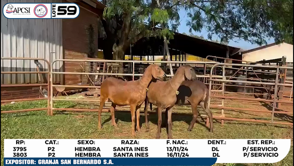 Lote LOTE 59