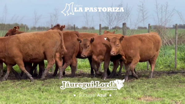 Lote 12 Vaquillonas PC P/ entorar