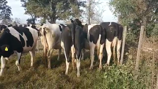 Lote 5 Vaquillonas preñadas Holando Argentino en Morteros, Córdoba
